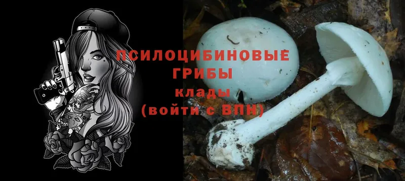 Псилоцибиновые грибы Cubensis  купить  сайты  Урус-Мартан 